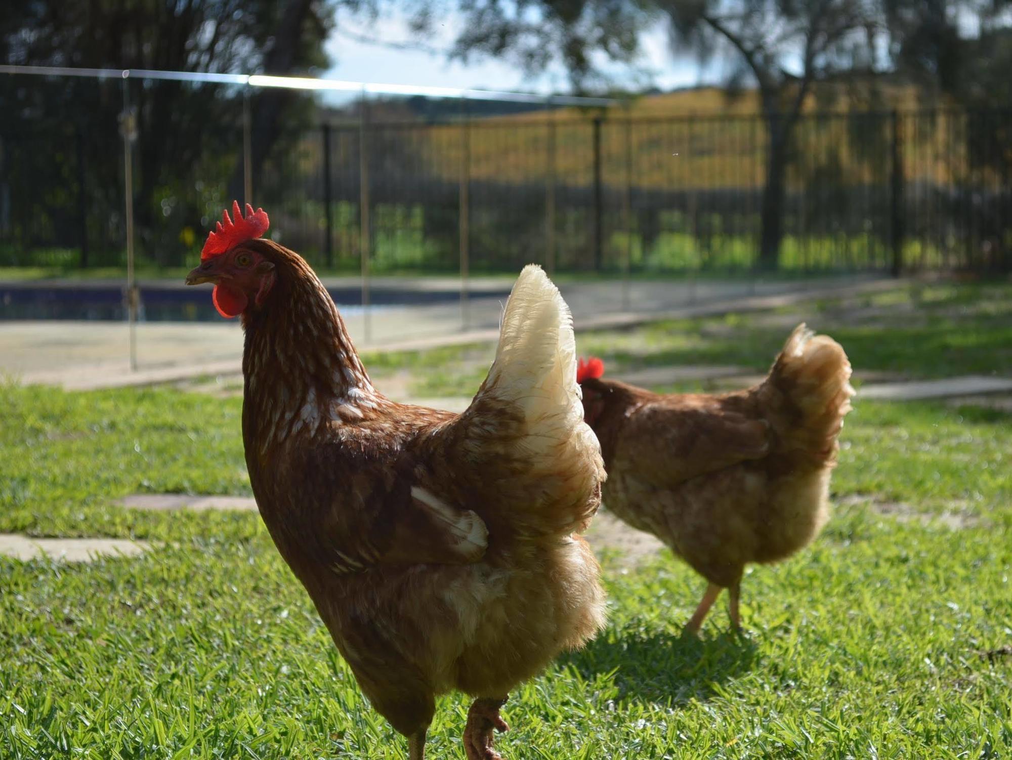 Amande Bed And Breakfast Mclaren Vale Luaran gambar